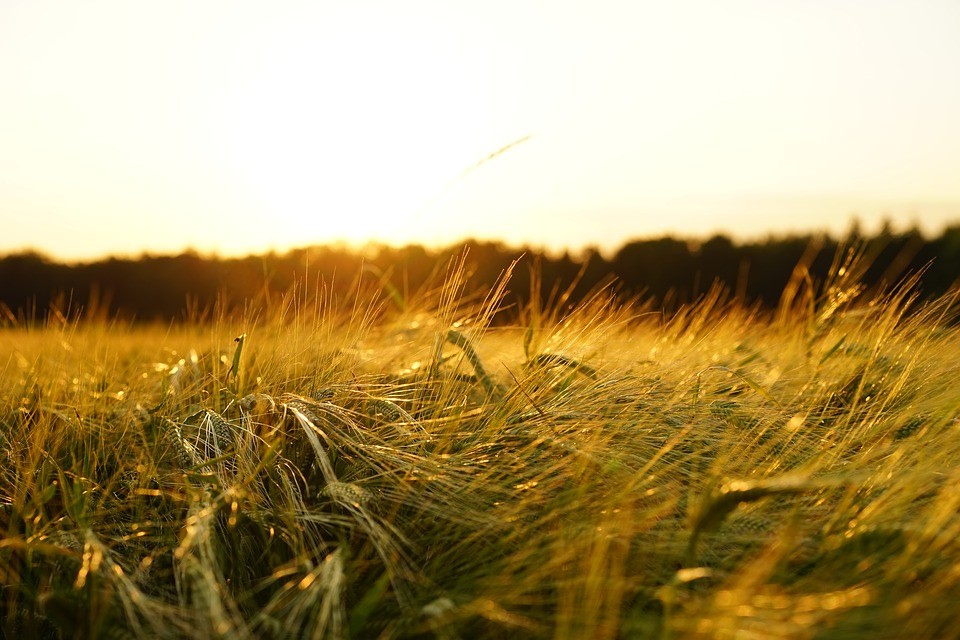 Wheat field during sunset