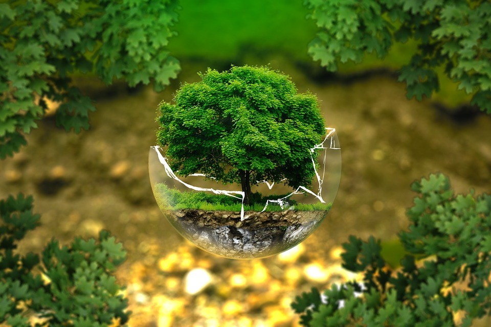 A small tree in a glass sphere surrounded by other blurry tree