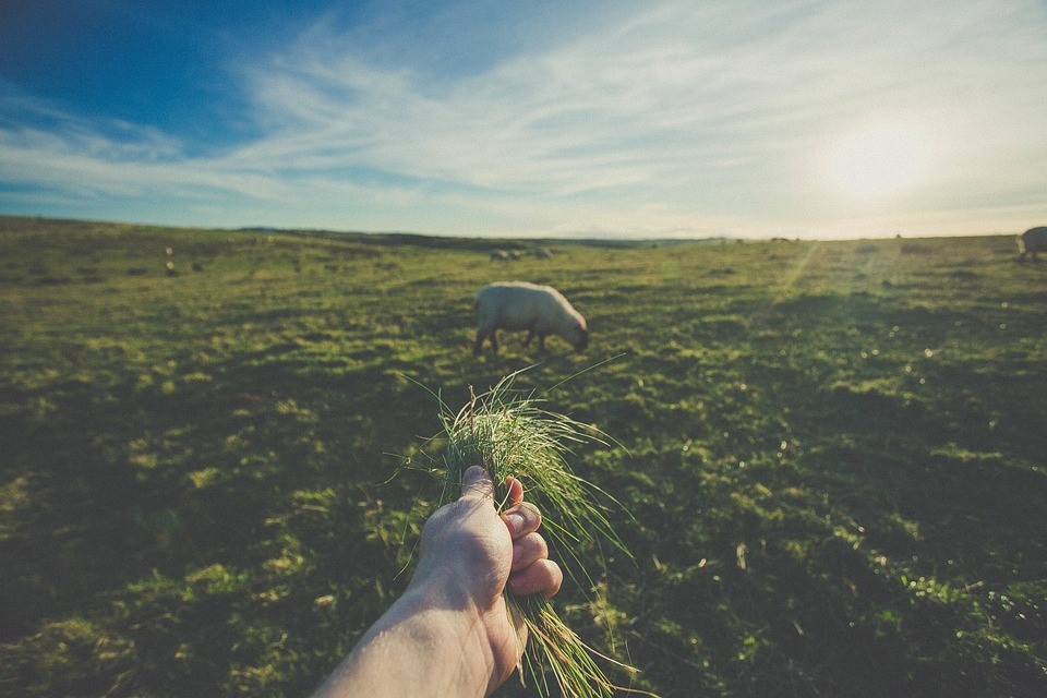 A hand holding grass in the middle of a green field during daytime