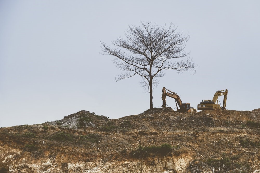 A tree standing on excavated land next to two diggers